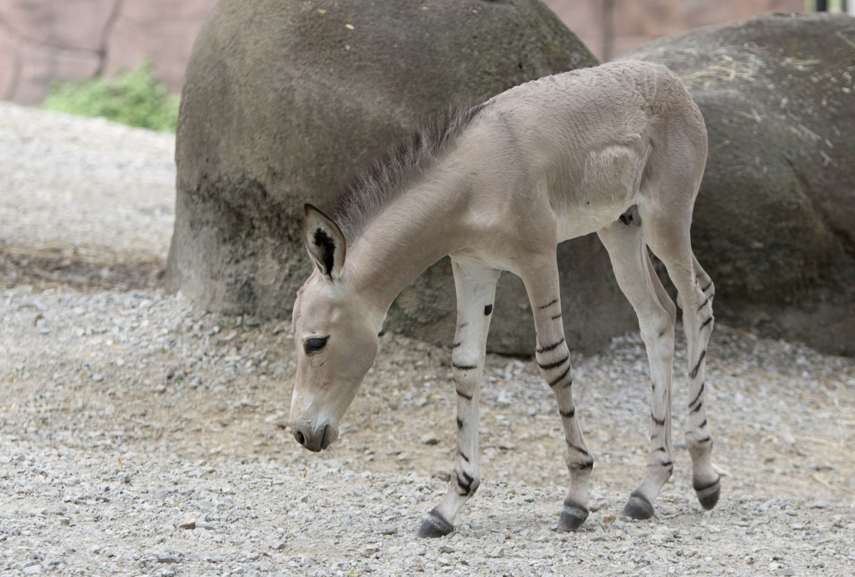 Tobias is the newest Zoo resident